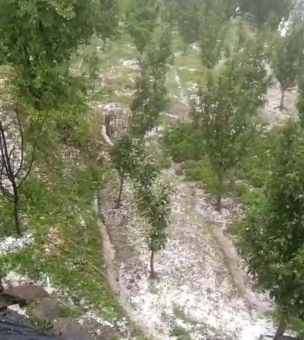 बागवानों की मेहनत पर फिर बरसा कुदरत का कहर ।